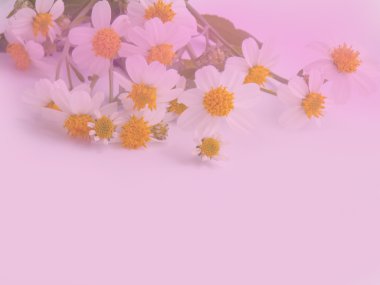 Güzel küçük papatya çiçek beyaz arka plan üzerinde