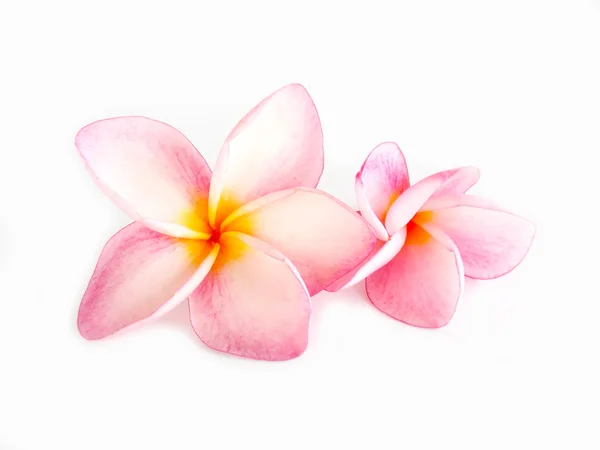 Розовый цветок ал франжипани на белом фоне — стоковое фото