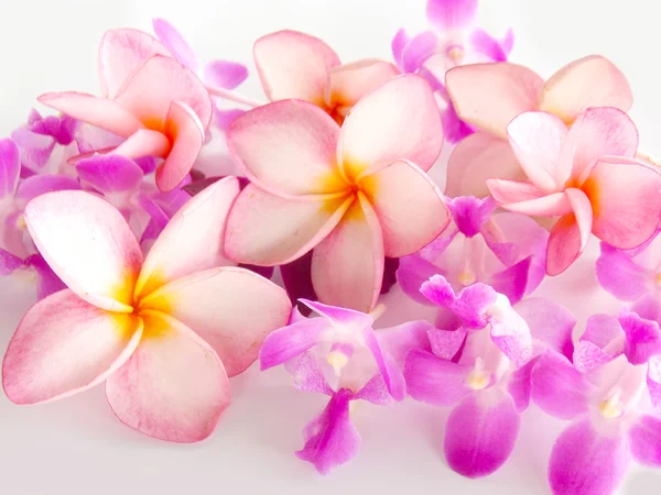 Hermosa flor de frangipani tropical rosa sobre fondo blanco — Foto de Stock