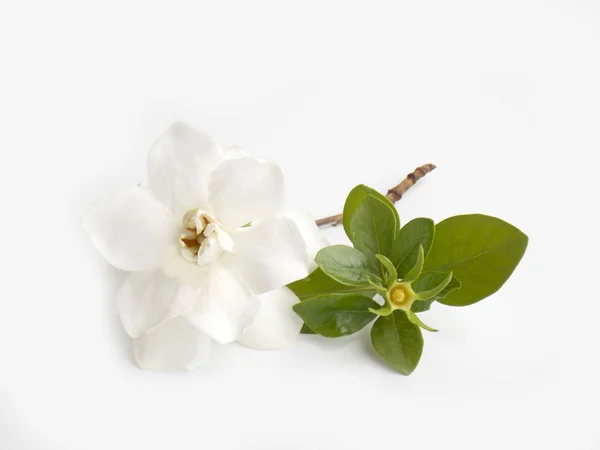 Красивый белый цветок гардении на белом фоне — стоковое фото