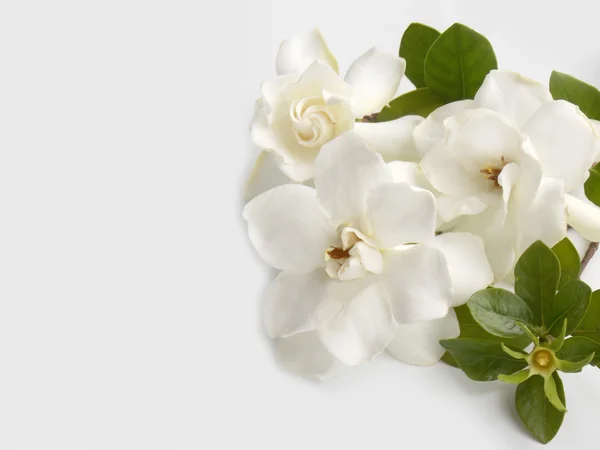 Bellissimo fiore bianco gardenia su sfondo bianco — Foto Stock