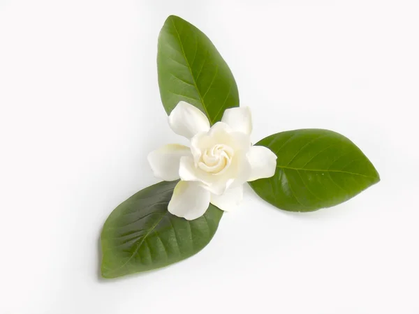 Beautiful white gardenia flower blooming background — Stock Photo, Image