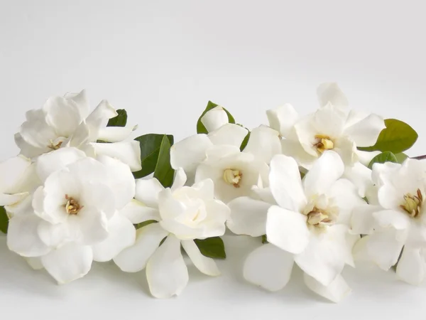Hermosa flor de gardenia blanca floreciendo fondo — Foto de Stock