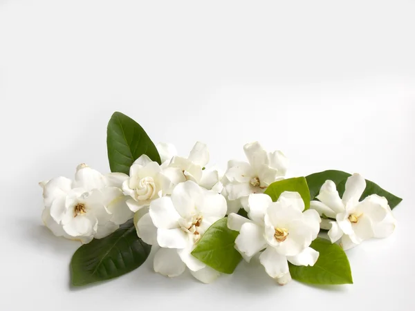 Linda gardênia branca flor floração fundo — Fotografia de Stock