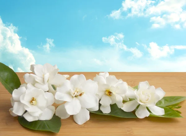 Beautiful white gardenia flower blooming background