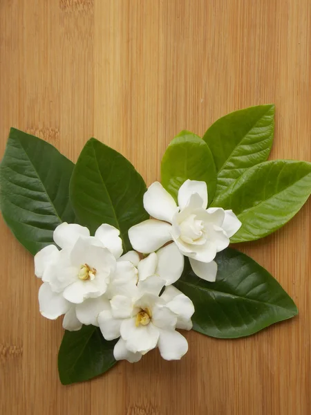 Красивый белый цветок гардении цветущий фон — стоковое фото