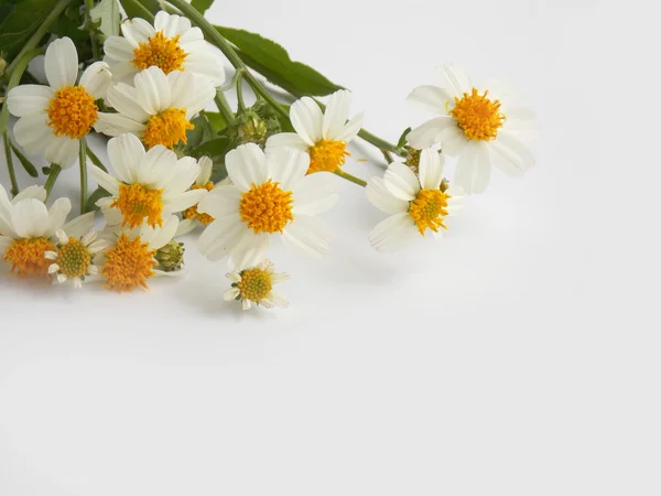 Vakker liten kamillete blomst på hvit bakgrunn – stockfoto