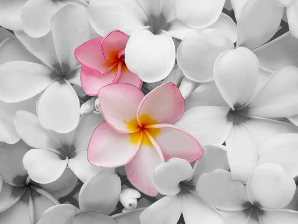 Hermosa flor de frangipani tropical floreciendo — Foto de Stock