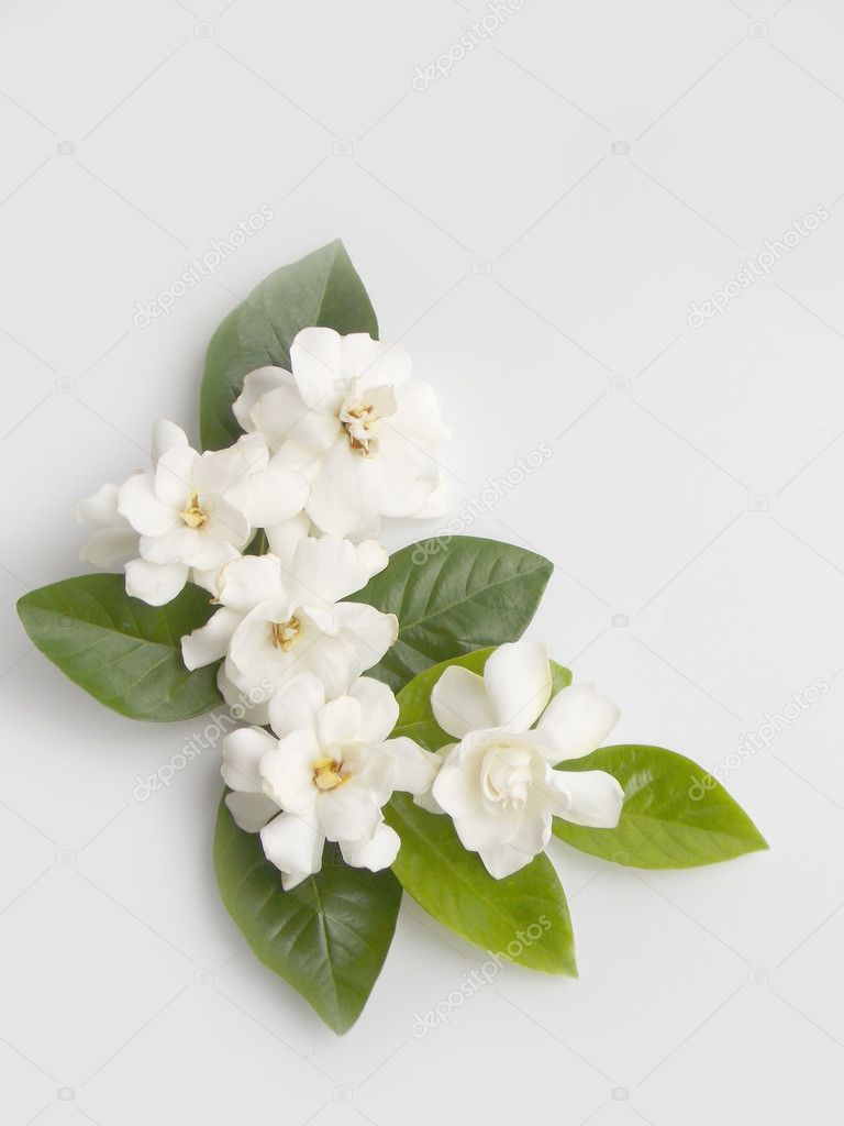 Beautiful white gardenia flower blooming background