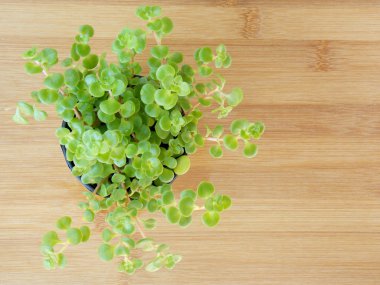 Ahşap arka plan üzerinde küçük etli bitki