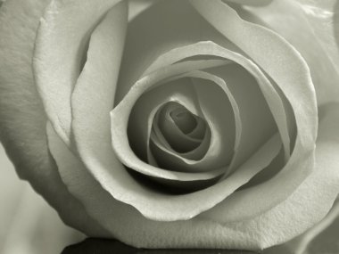 Tatlı güzel gül petal arka plan