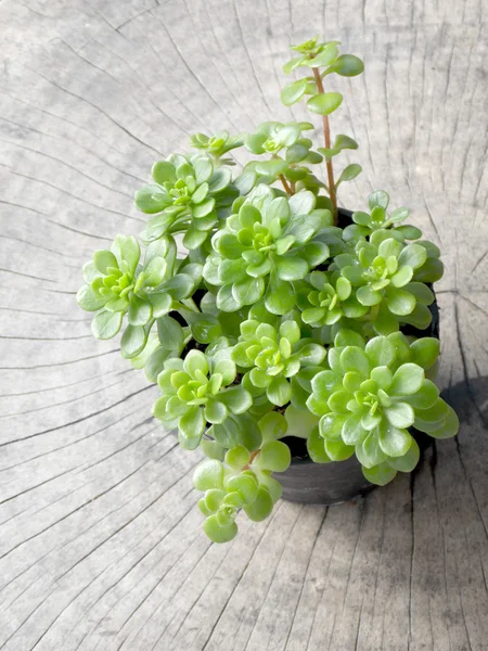 Pequeña planta suculenta sobre fondo de madera —  Fotos de Stock