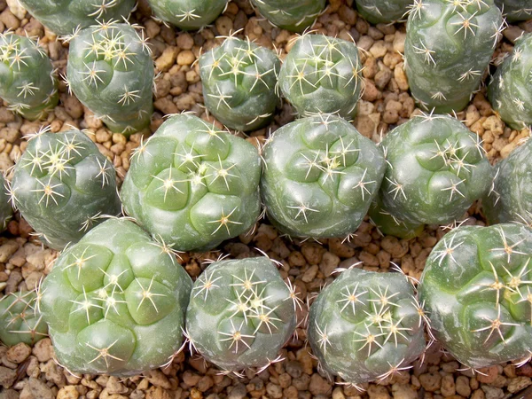 Cactus in small pot in garden — Stock Photo, Image