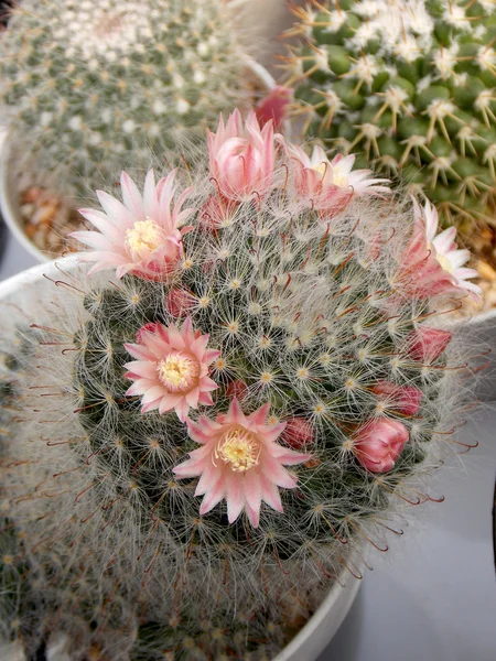 Cactus in small pot in garden — Stock Photo, Image