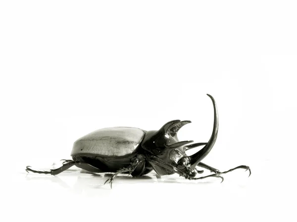 Escarabajo rinoceronte sobre fondo blanco —  Fotos de Stock