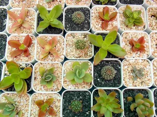 Cactus in de kleine pot in de tuin — Stockfoto