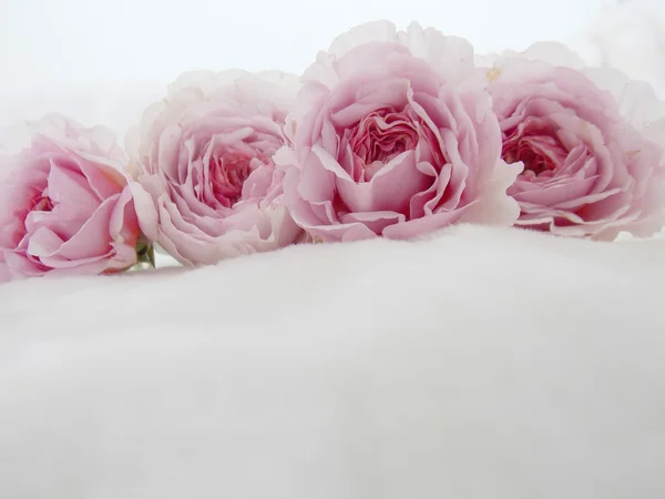 Hermosa rosa inglesa sobre fondo blanco —  Fotos de Stock