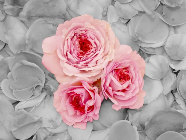 Английский розовый фон — стоковое фото