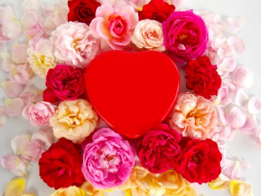 Beyaz arka planda güzel bir İngiliz gülü