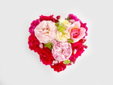 Beyaz arka planda güzel bir İngiliz gülü