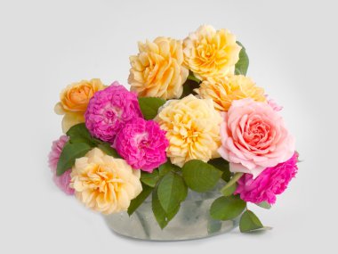 Beyaz arka planda güzel bir İngiliz gülü