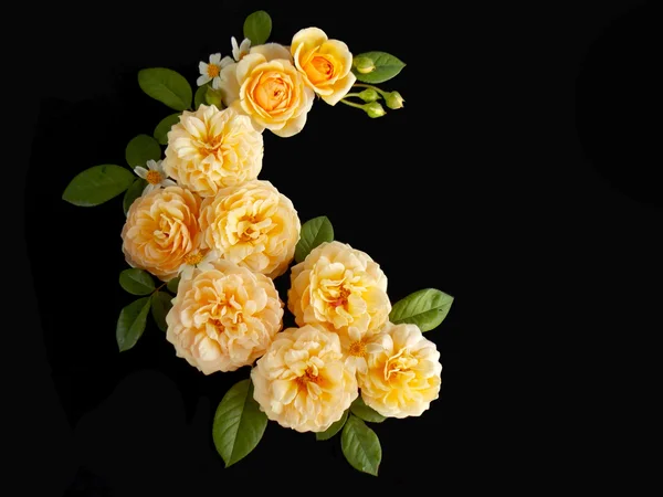 Linda flor de rosa Inglês no fundo preto — Fotografia de Stock