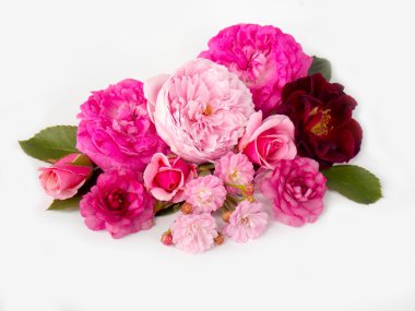 Beyaz arka planda güzel bir İngiliz gülü