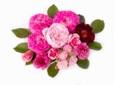 Beyaz arka planda güzel bir İngiliz gülü