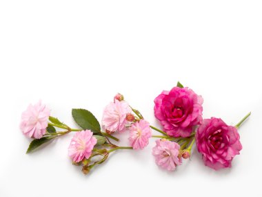 Beyaz arka planda güzel bir İngiliz gülü