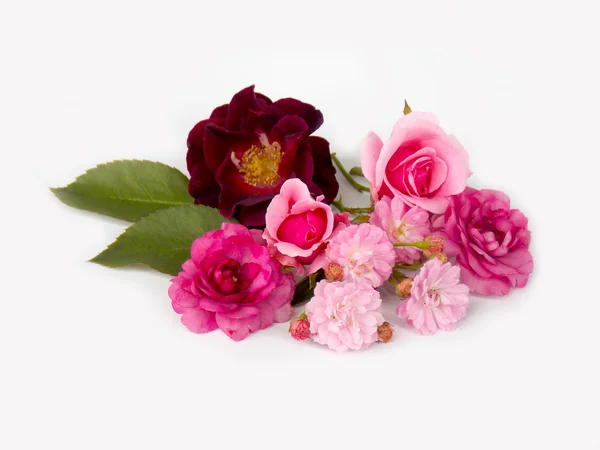 Schöne englische Rose Blume auf weißem Hintergrund — Stockfoto
