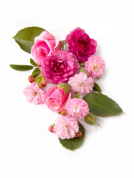Bella rosa inglese fiore su sfondo bianco — Foto Stock