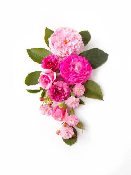 Linda flor de rosa Inglês no fundo branco — Fotografia de Stock
