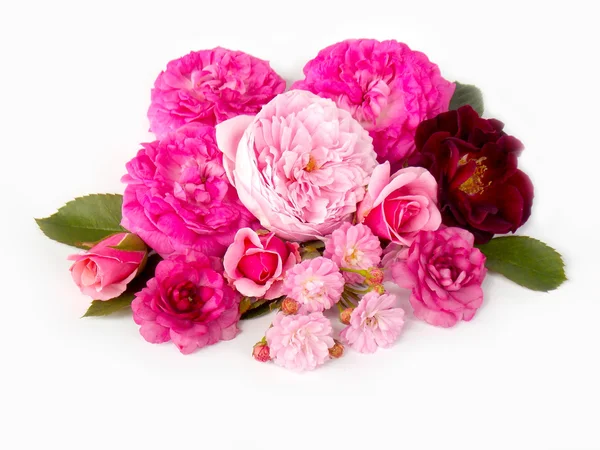 Linda flor de rosa Inglês no fundo branco — Fotografia de Stock