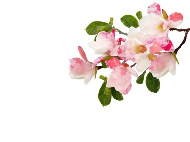 Güzel çiçek açan manolya çiçekleri beyaz arkaplanda izole edilmiş.