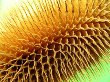 Çiçek sivri arka plan