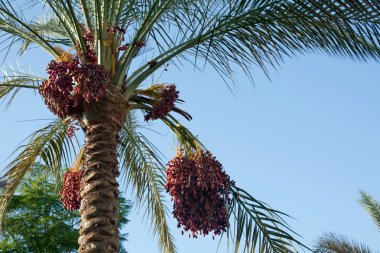 hurma ağacı