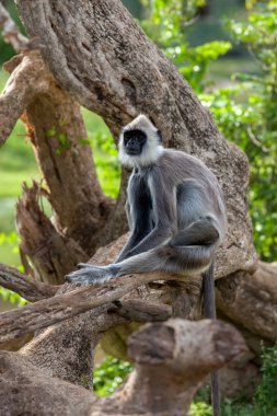 Gri langur veya Hanuman langur