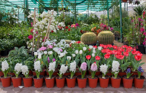 Exhibition selling flowers — Stock Photo, Image