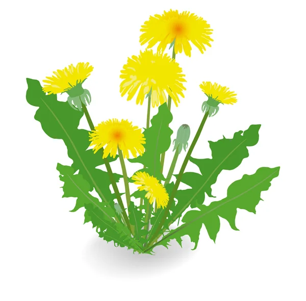 Dandelion flowers isolated on white background. — Stock Vector