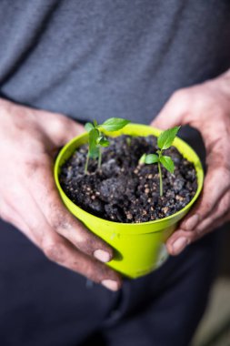 Bir adam balkondaki çömleğe elma tohumu ekiyor.