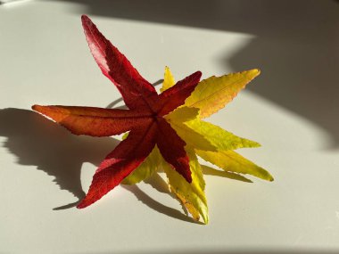 Canlı kırmızı ve sarı Liquidambar styraciflua (tatlı sakız) yaprakları minimum beyaz arka planda güneş ışığı altında sıralanır.