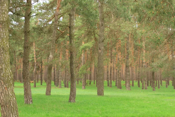 Park çim yaz gün