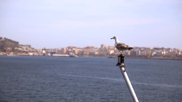 Gull seating on the mast — Stock Video