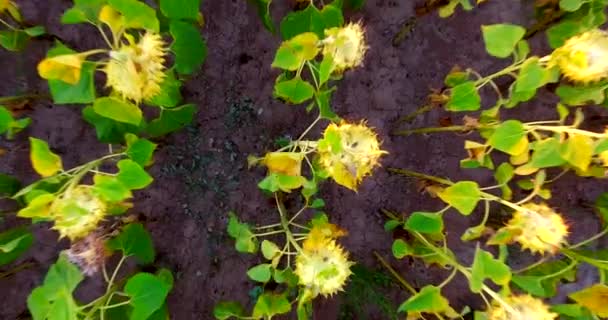 Sonnenblumenfeld vom Himmel — Stockvideo