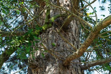 ormandaki yaşlı ağaç