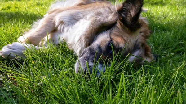 Cão preguiçoso dormindo na grama . — Fotografia de Stock