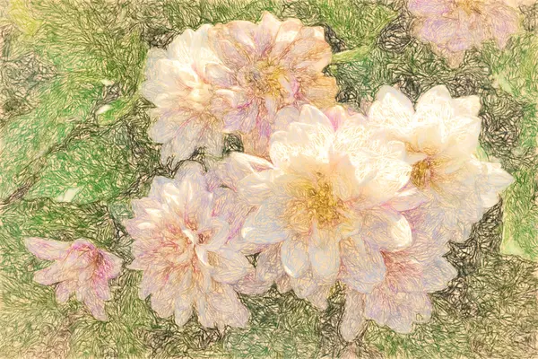 Meraviglioso crisantemo rosa — Foto Stock