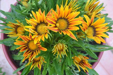 Güzel stilize sarı gazania