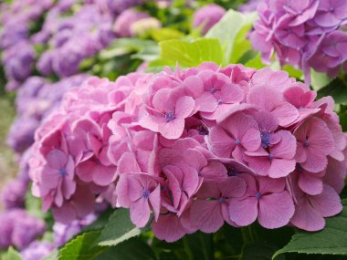 pembe, flora, bush, mor