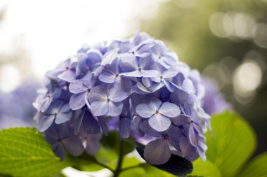 pembe, flora, bush, mor